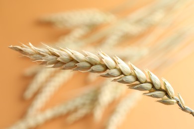 Photo of One wheat spike on blurred golden background, closeup