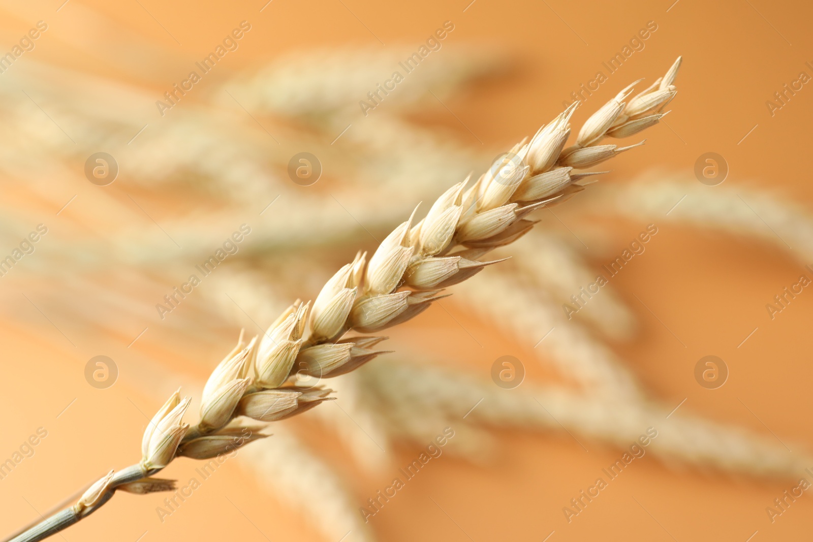 Photo of One wheat spike on blurred golden background, closeup