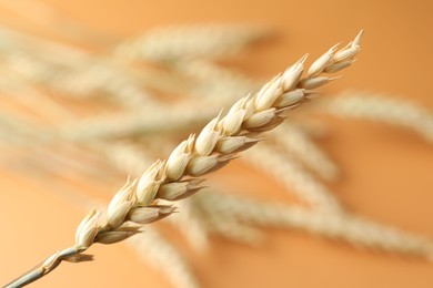 Photo of One wheat spike on blurred golden background, closeup