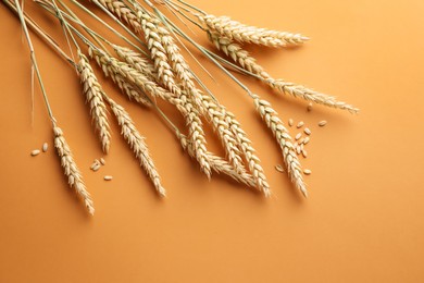 Photo of Many wheat spikes and seeds on golden background, flat lay