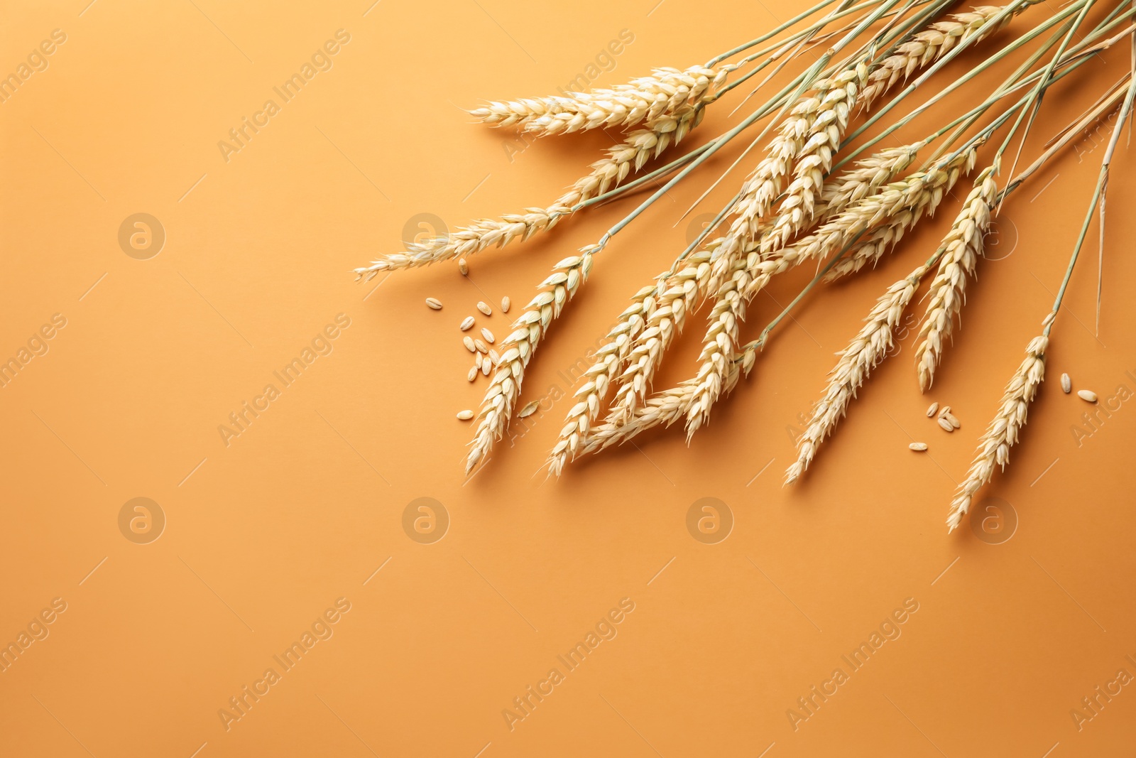 Many wheat spikes and seeds on golden background, flat lay. Space for text Photo of Many wheat spikes and seeds on golden background, flat lay. Space for text