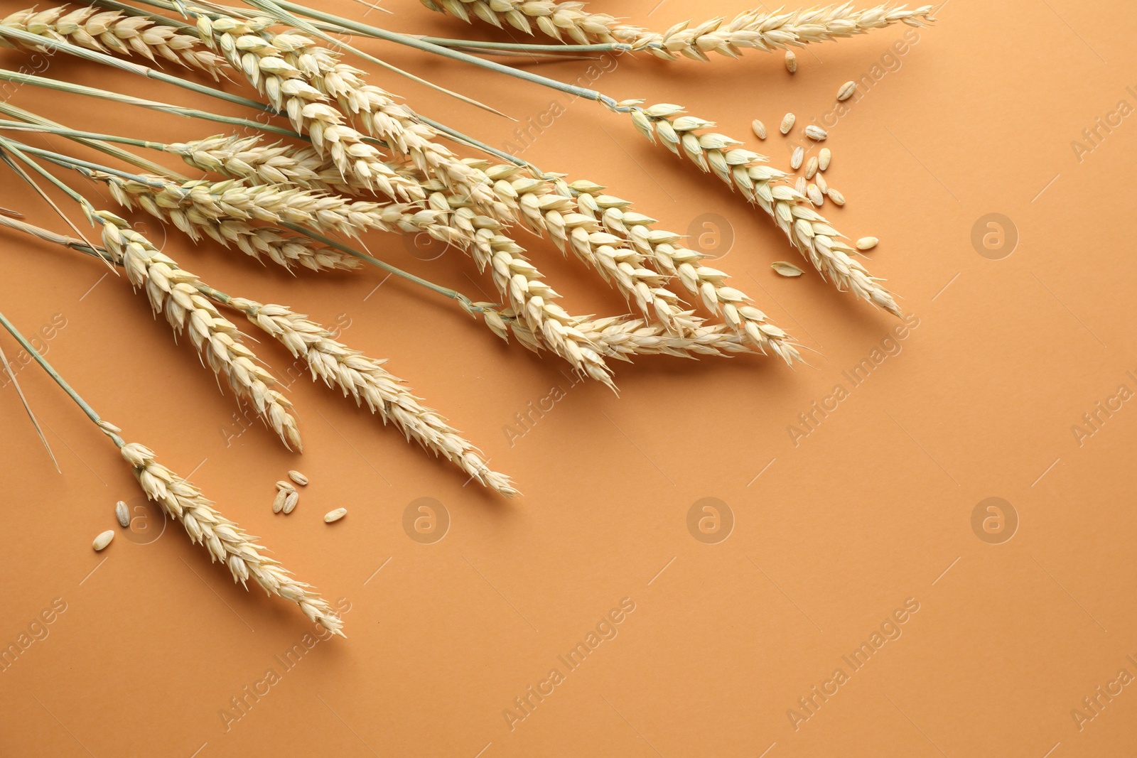 Many wheat spikes and seeds on golden background, flat lay. Space for text Photo of Many wheat spikes and seeds on golden background, flat lay. Space for text
