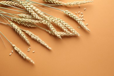 Photo of Many wheat spikes and seeds on golden background, flat lay. Space for text