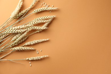 Photo of Many wheat spikes and seeds on golden background, flat lay. Space for text