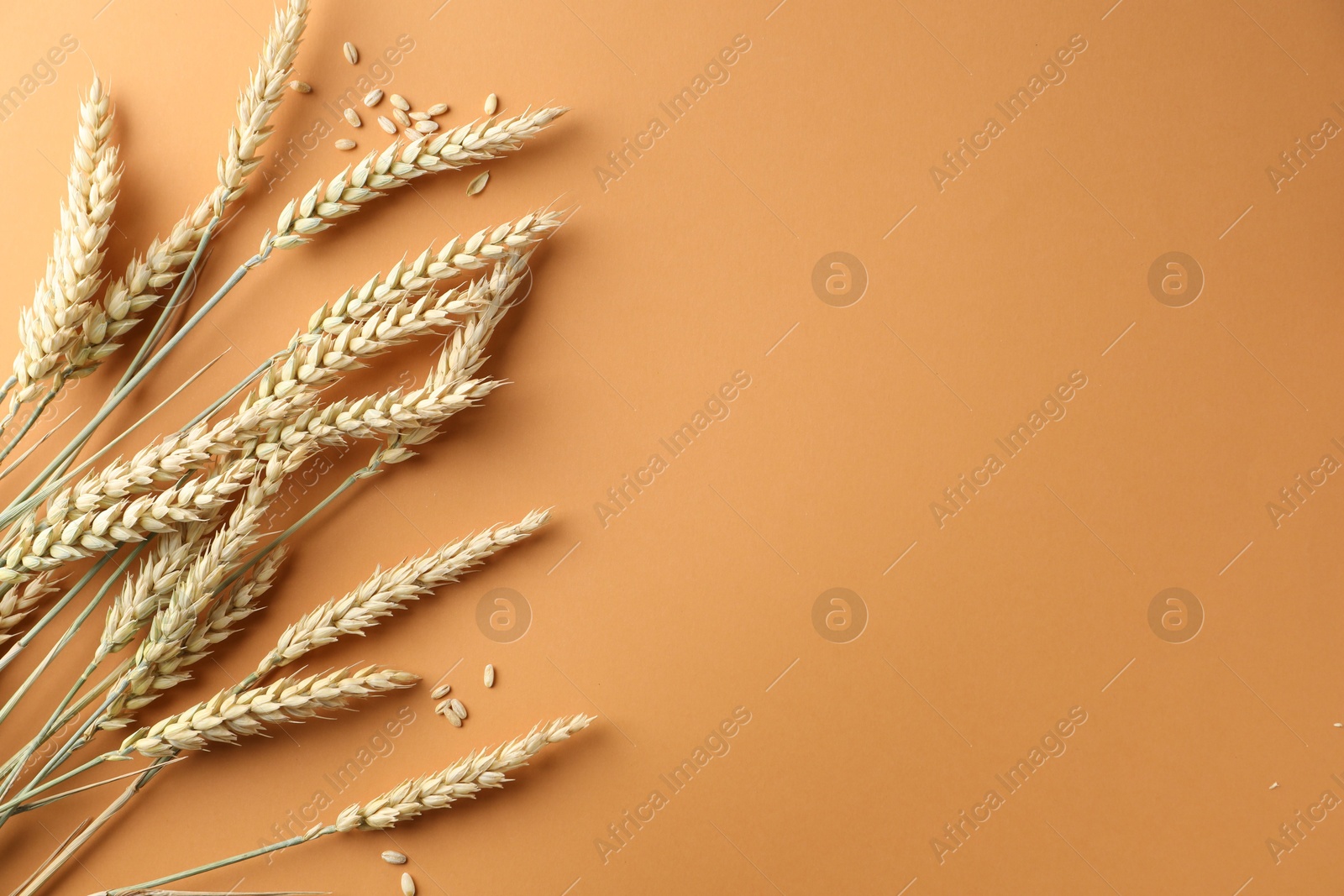 Many wheat spikes and seeds on golden background, flat lay. Space for text Photo of Many wheat spikes and seeds on golden background, flat lay. Space for text