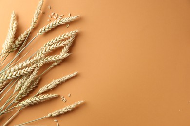 Photo of Many wheat spikes and seeds on golden background, flat lay. Space for text