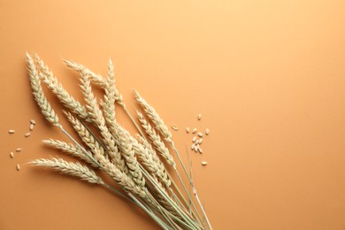 Photo of Many wheat spikes and seeds on golden background, flat lay. Space for text