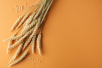 Photo of Many wheat spikes and seeds on golden background, flat lay. Space for text