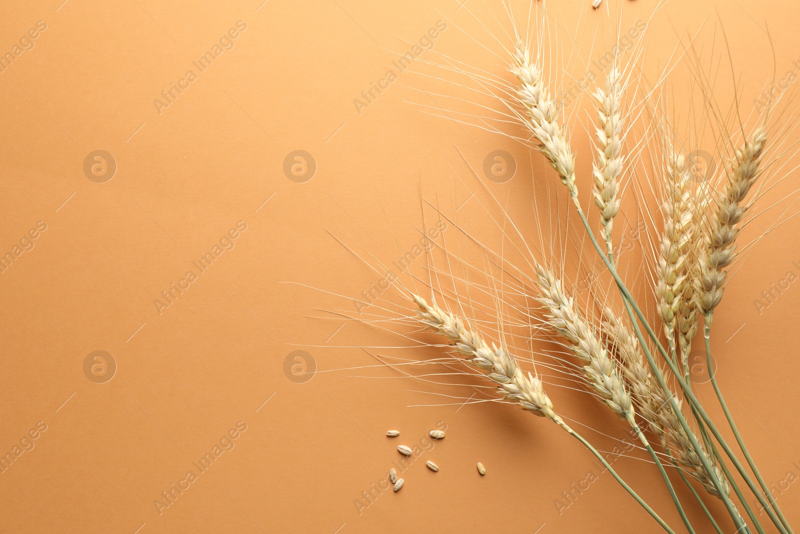 Many wheat spikes and seeds on golden background, flat lay. Space for text Photo of Many wheat spikes and seeds on golden background, flat lay. Space for text