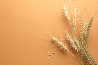 Photo of Many wheat spikes and seeds on golden background, flat lay. Space for text