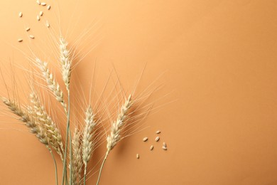 Photo of Many wheat spikes and seeds on golden background, flat lay. Space for text