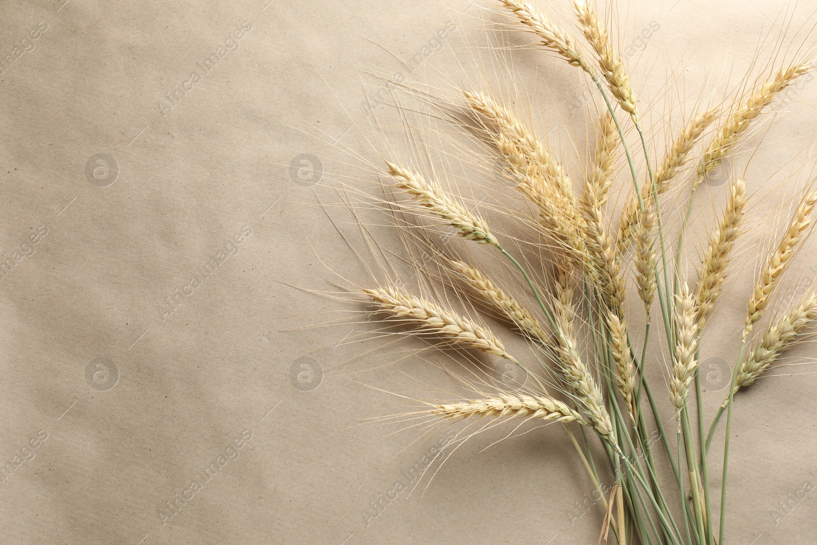 Photo of Many wheat spikes on paper background, flat lay. Space for text