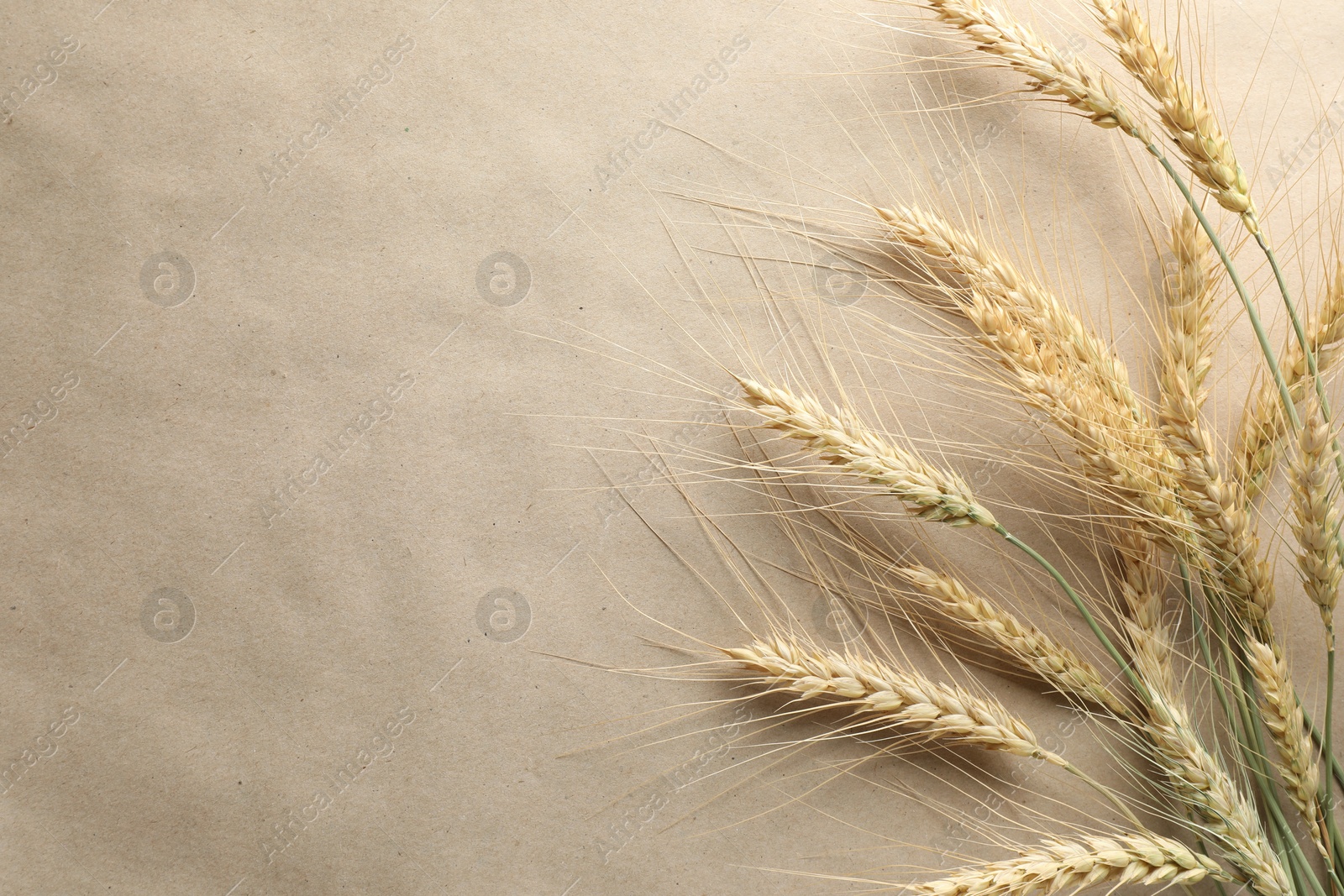 Photo of Many wheat spikes on paper background, flat lay. Space for text