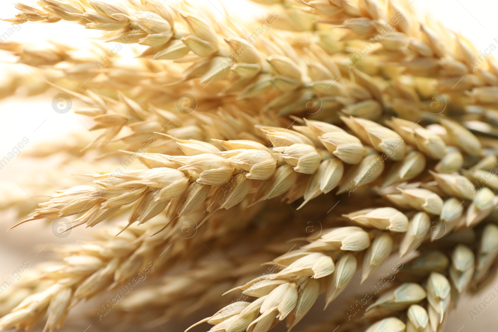 Photo of Many golden wheat spikes as background, closeup