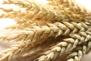 Photo of Many golden wheat spikes as background, closeup