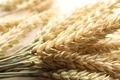 Photo of Many golden wheat spikes as background, closeup
