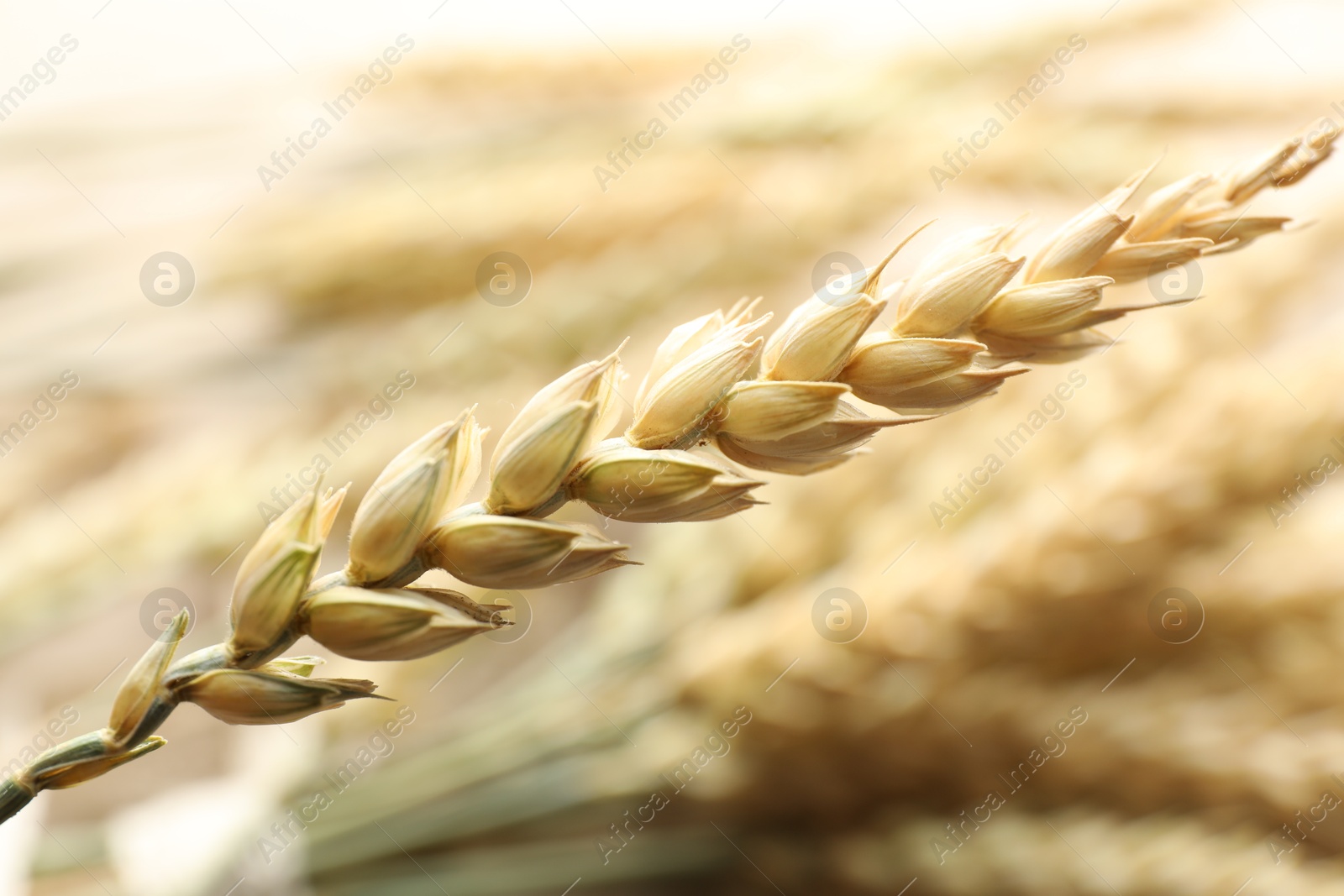 Photo of One wheat spike on blurred background, closeup