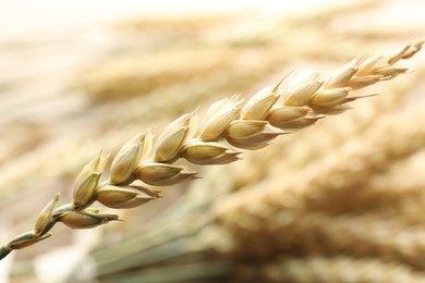 Photo of One wheat spike on blurred background, closeup