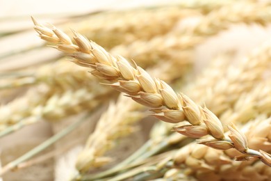 Photo of One wheat spike on blurred background, closeup