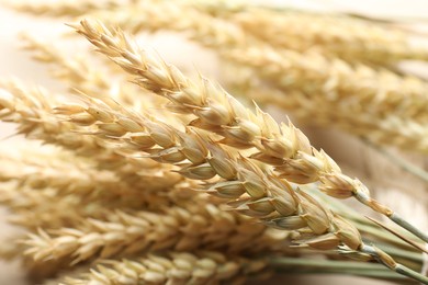 Photo of Many golden wheat spikes as background, closeup