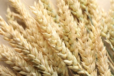 Photo of Many golden wheat spikes as background, closeup