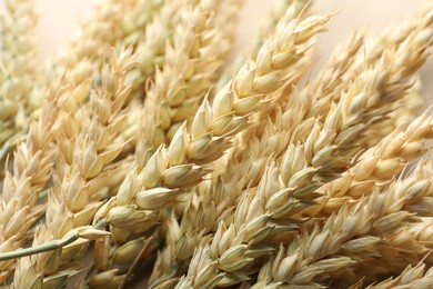 Photo of Many golden wheat spikes as background, closeup