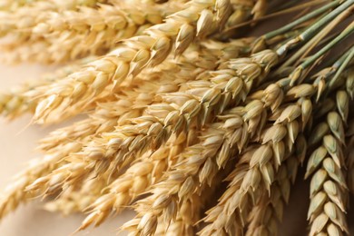 Photo of Many golden wheat spikes as background, closeup