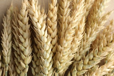 Photo of Many golden wheat spikes as background, closeup