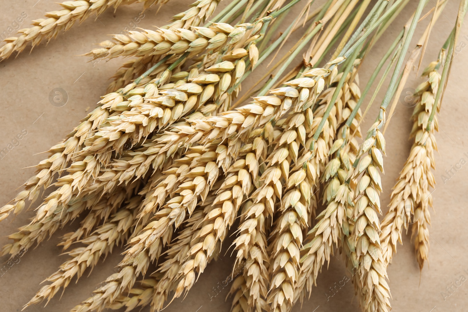 Photo of Many wheat spikes on paper background, closeup