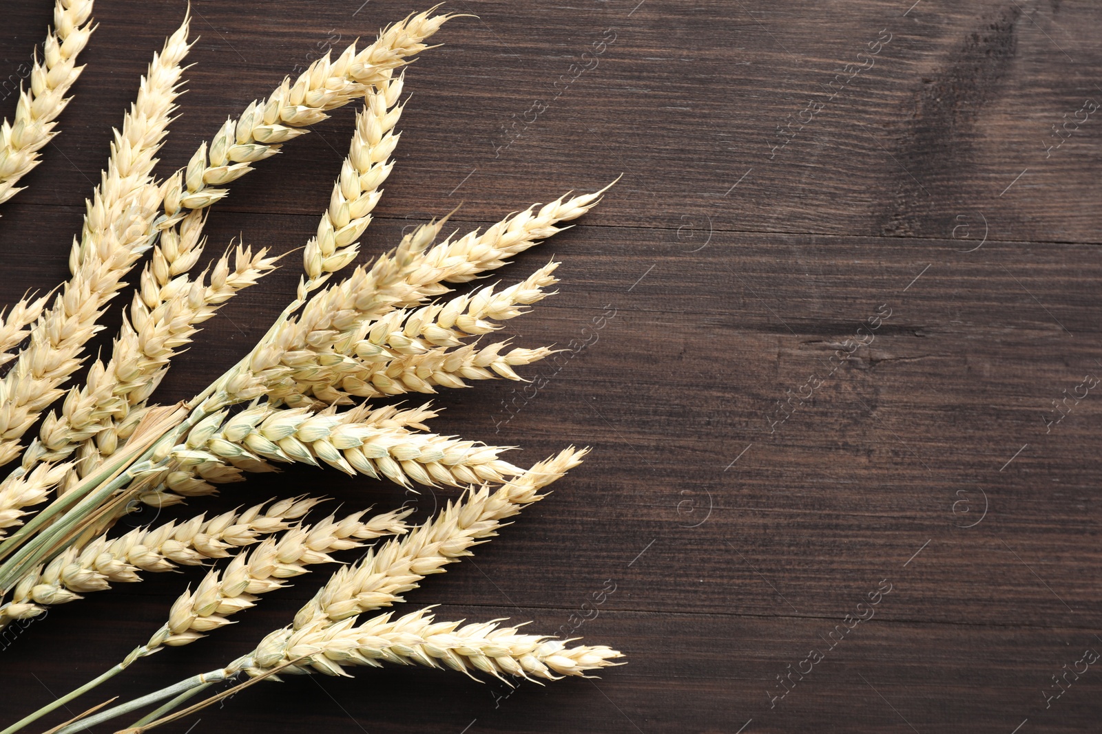Photo of Many wheat spikes on wooden table, flat lay. Space for text