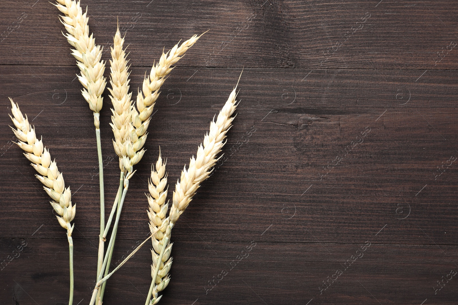 Photo of Many wheat spikes on wooden table, flat lay. Space for text