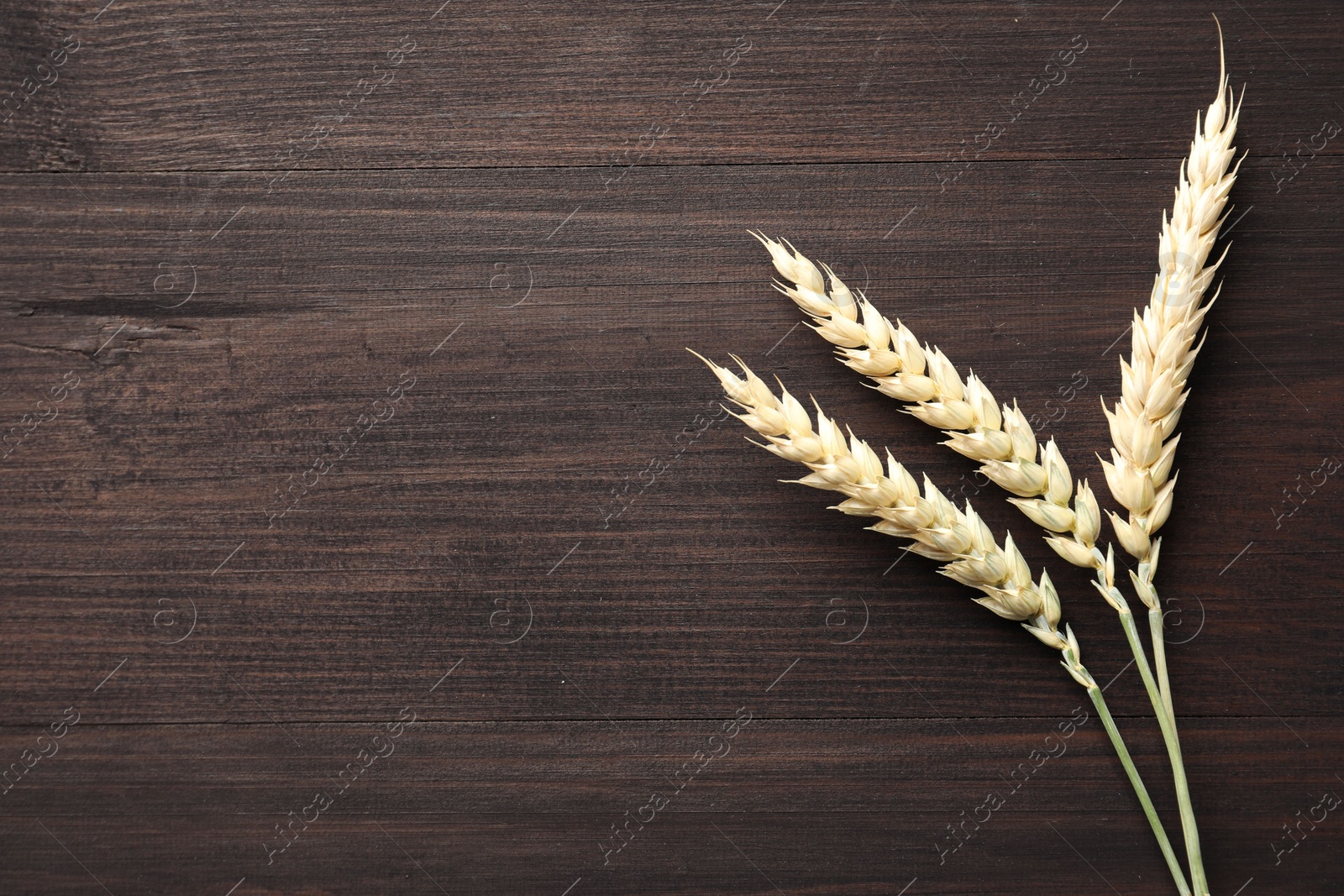 Wheat spikes on wooden table, flat lay. Space for text Photo of Wheat spikes on wooden table, flat lay. Space for text