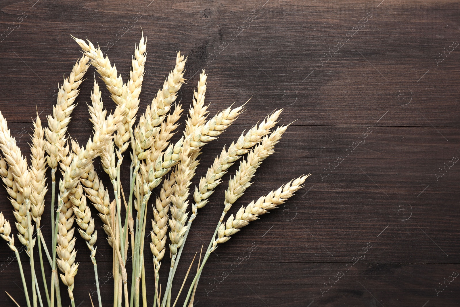 Photo of Many wheat spikes on wooden table, flat lay. Space for text
