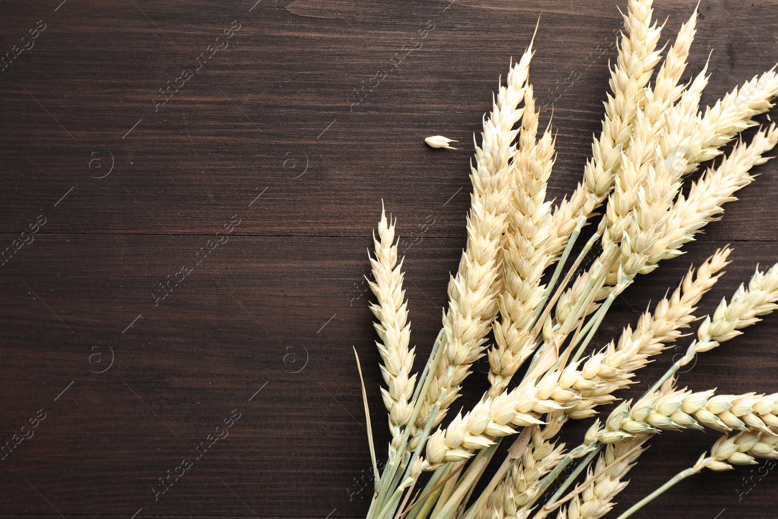 Photo of Many wheat spikes on wooden table, flat lay. Space for text