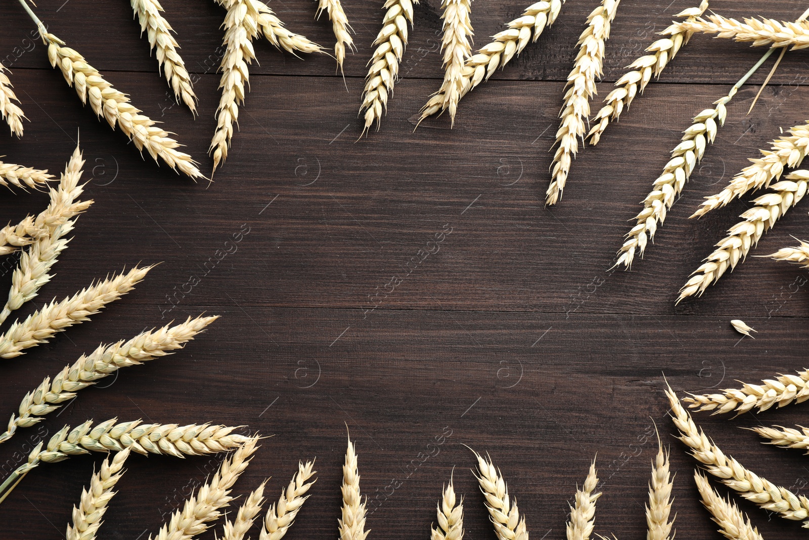 Frame of wheat spikes on wooden table, flat lay. Space for text Photo of Frame of wheat spikes on wooden table, flat lay. Space for text