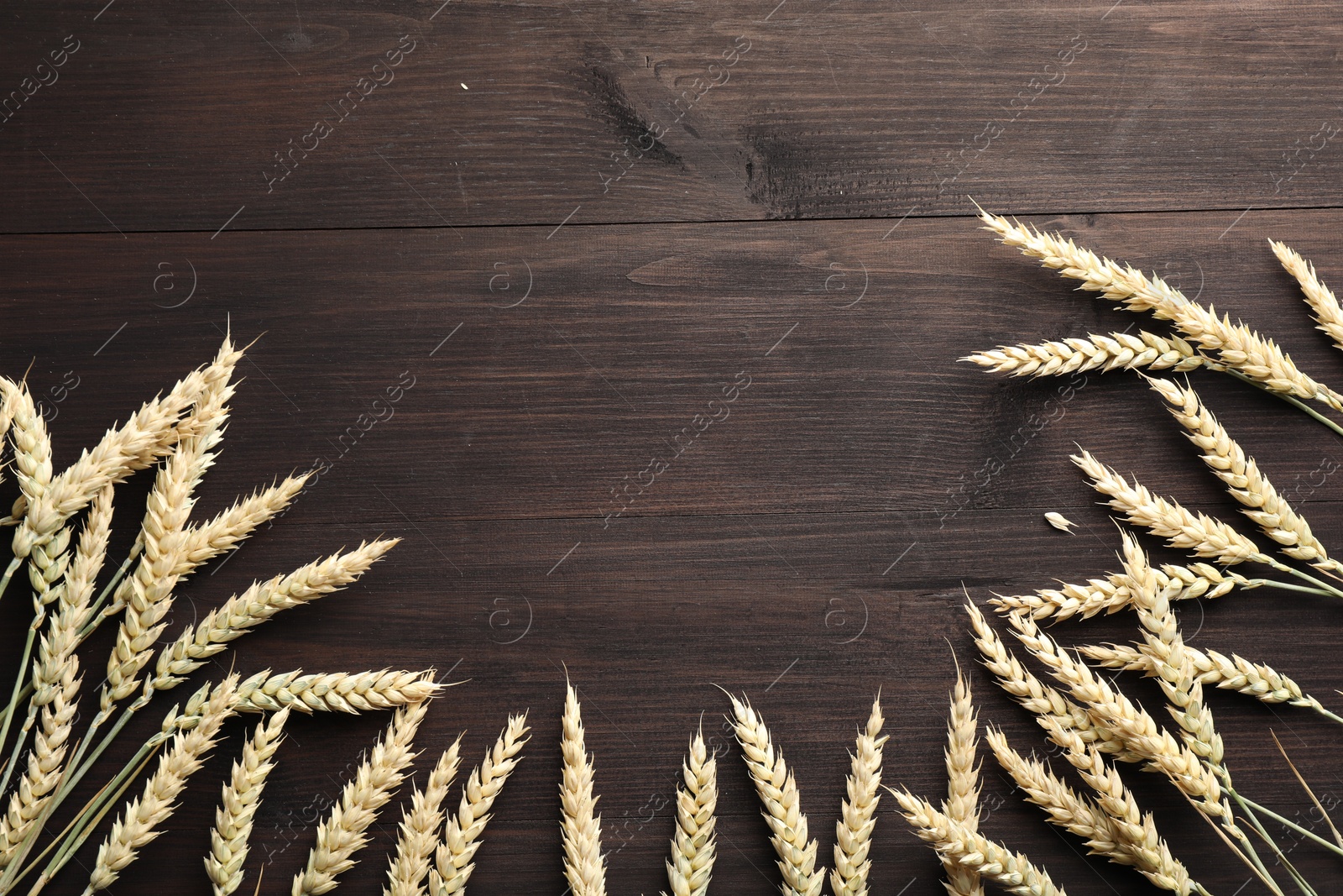 Photo of Many wheat spikes on wooden table, flat lay. Space for text
