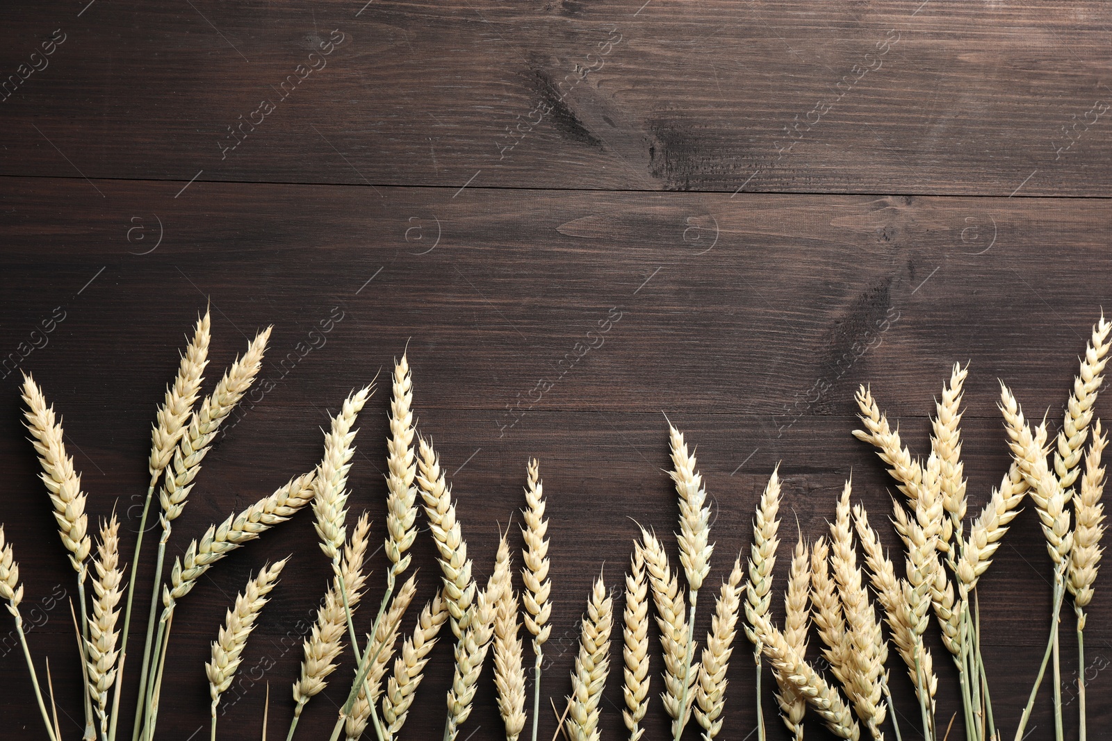 Photo of Many wheat spikes on wooden table, flat lay. Space for text