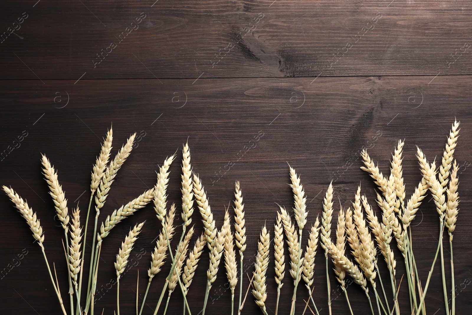 Photo of Many wheat spikes on wooden table, flat lay. Space for text