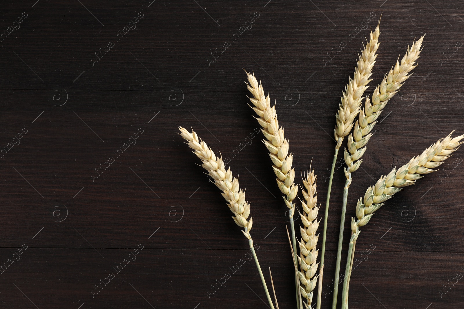 Photo of Many wheat spikes on dark wooden table, flat lay. Space for text