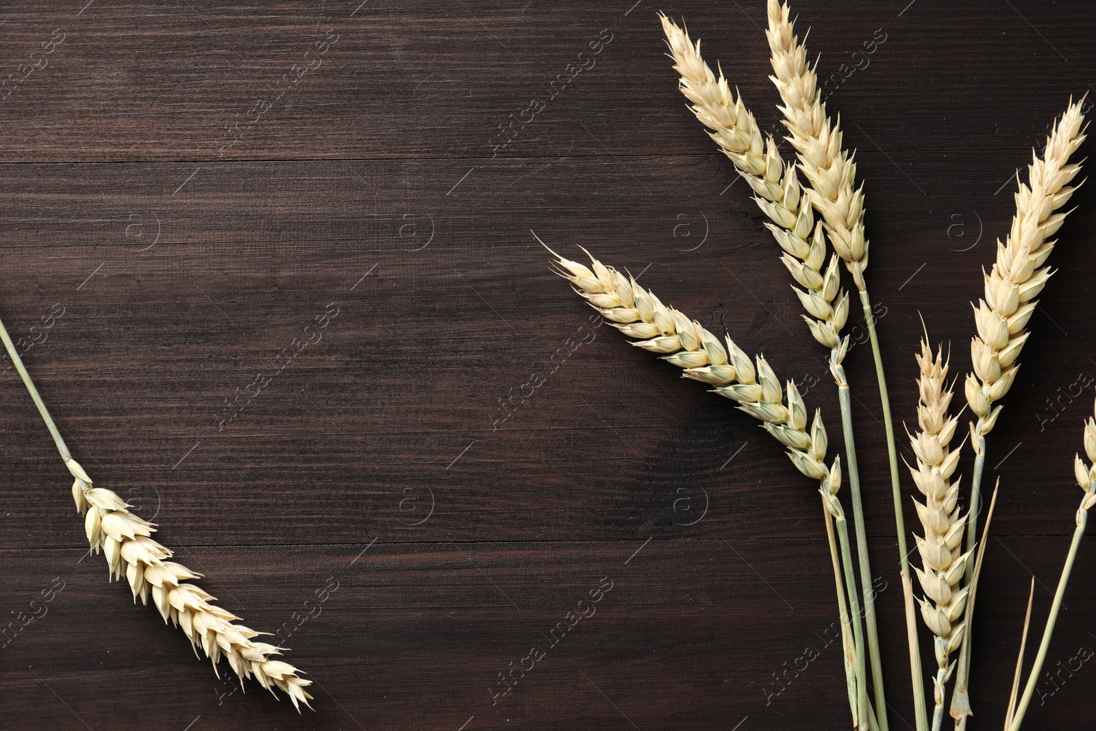 Photo of Many wheat spikes on dark wooden table, flat lay