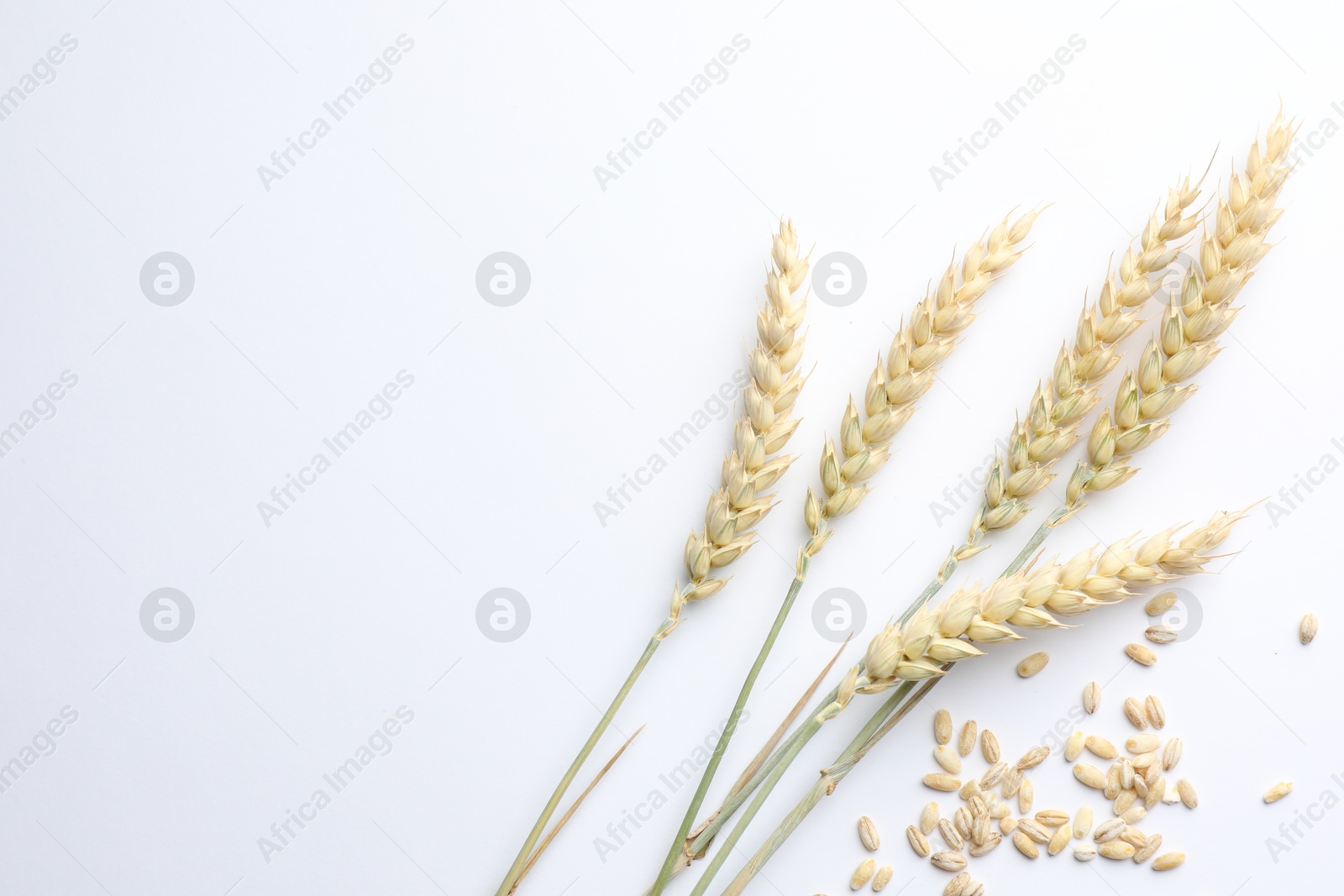 Photo of Wheat spikes and seeds on white background, flat lay. Space for text