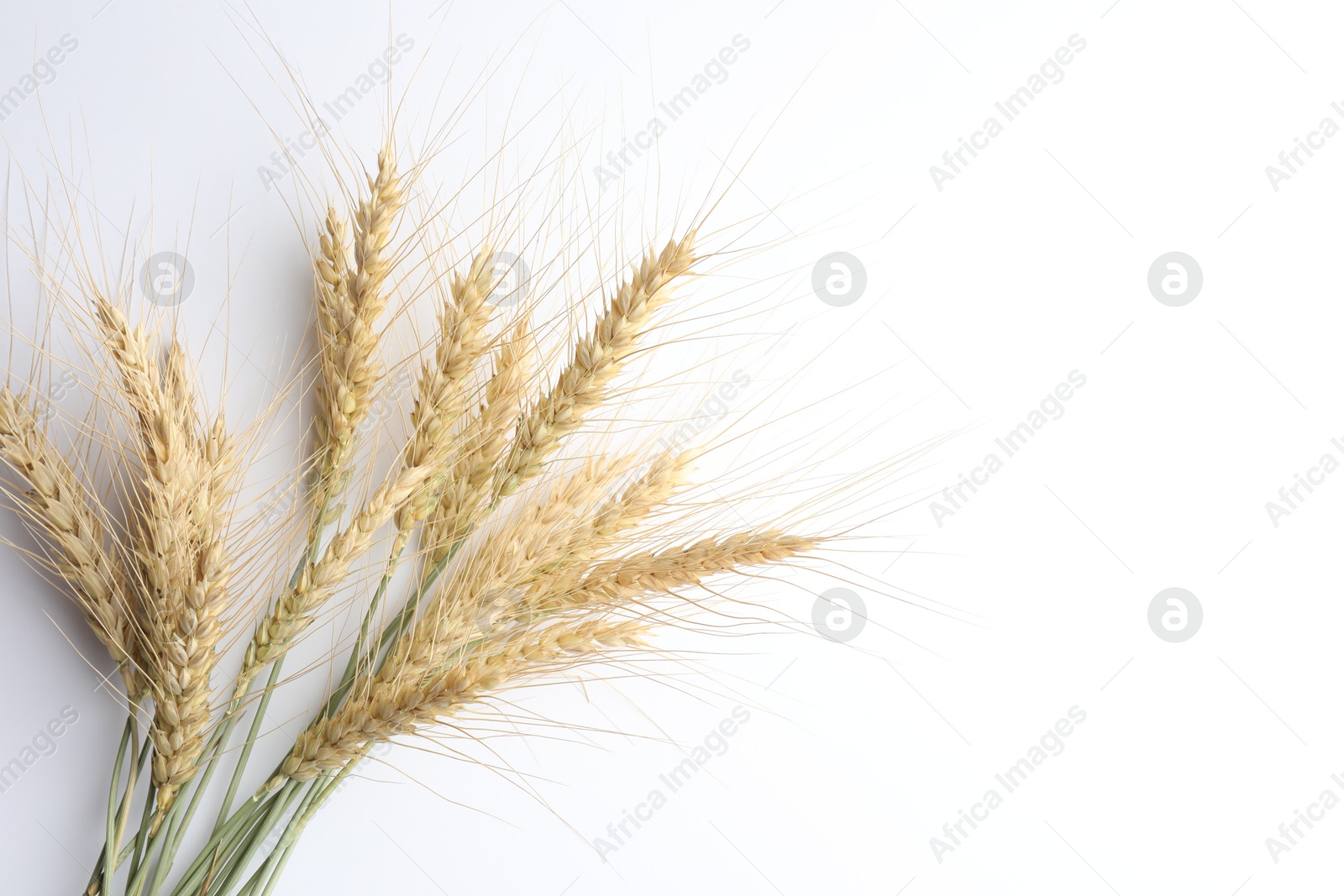 Photo of Wheat spikes on white background, flat lay. Space for text