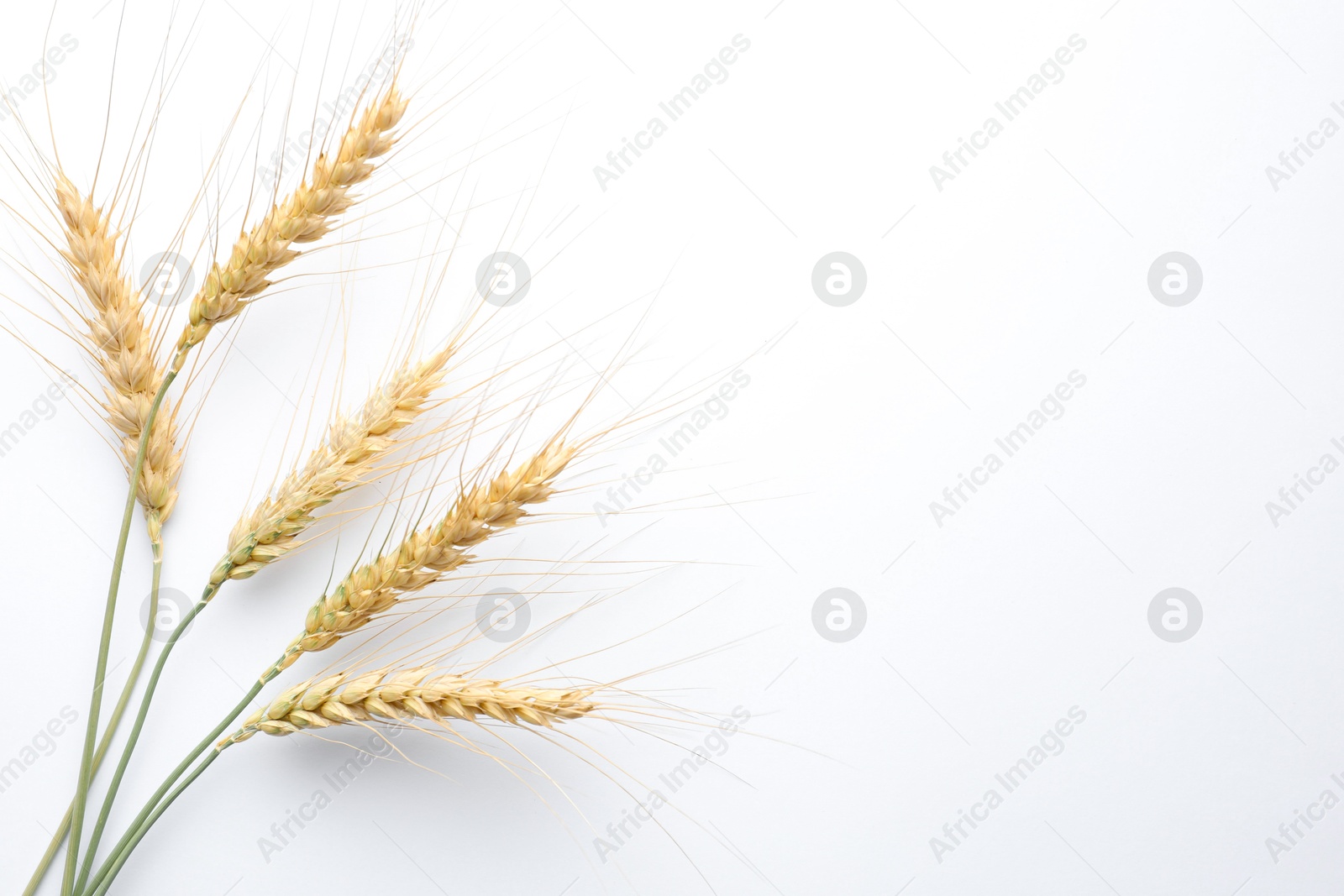 Photo of Wheat spikes on white background, flat lay. Space for text