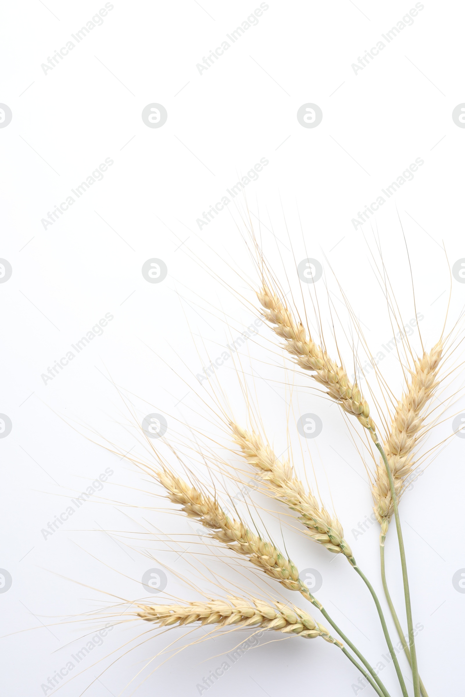 Photo of Wheat spikes on white background, flat lay. Space for text