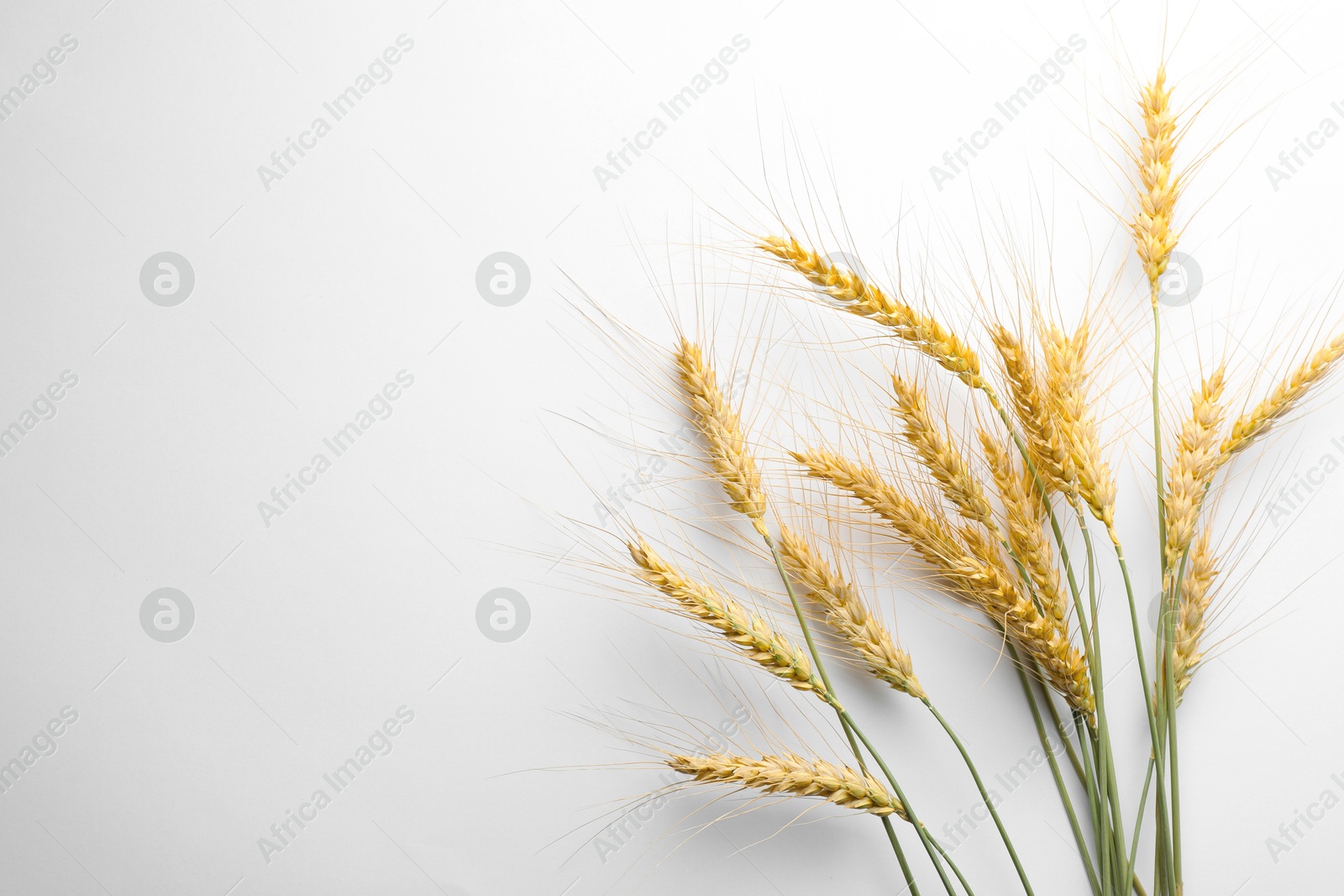 Photo of Wheat spikes on white background, flat lay. Space for text