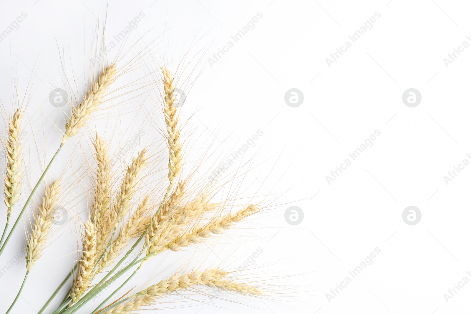 Wheat spikes on white background, flat lay. Space for text Photo of Wheat spikes on white background, flat lay. Space for text