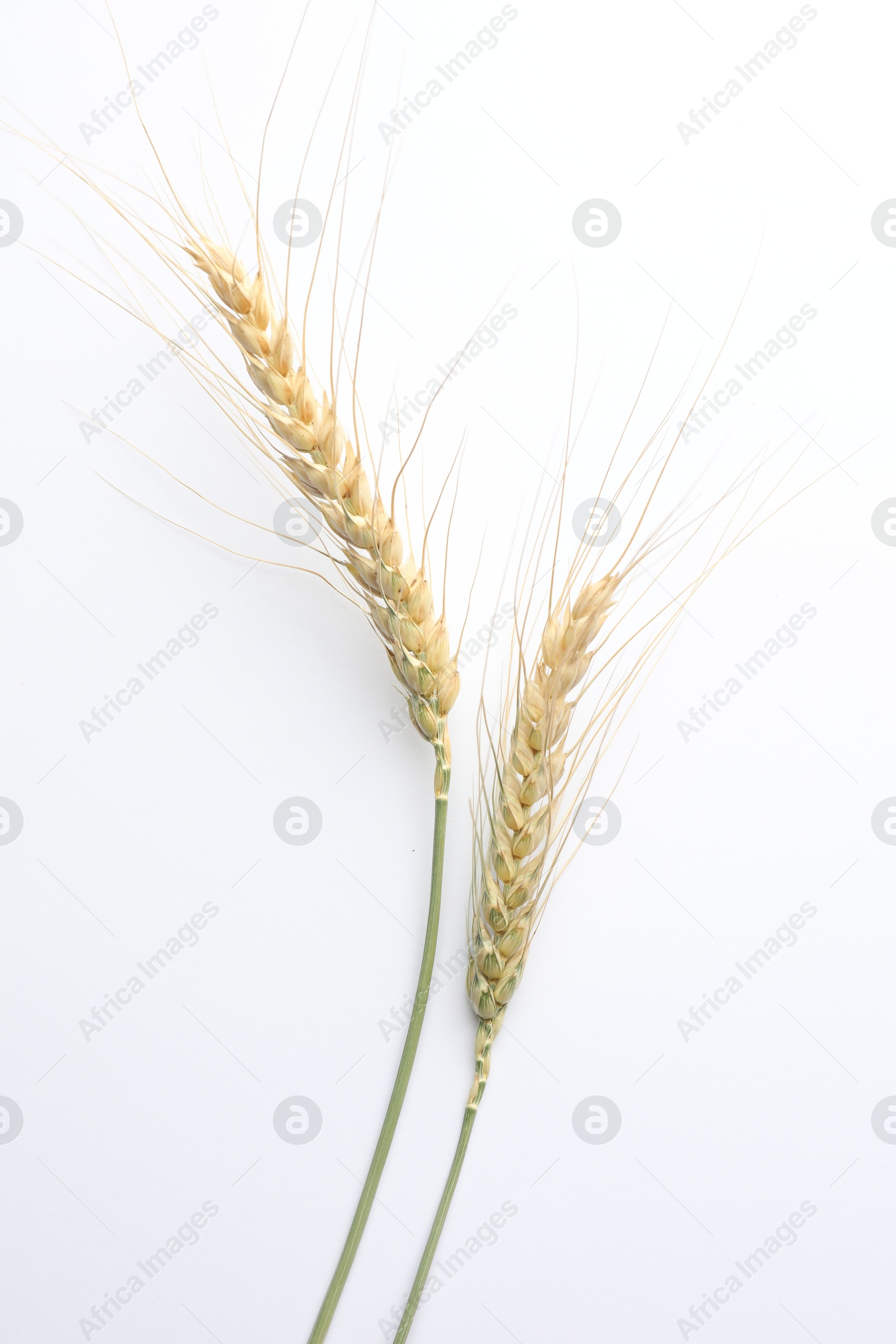 Photo of Wheat spikes on white background, flat lay
