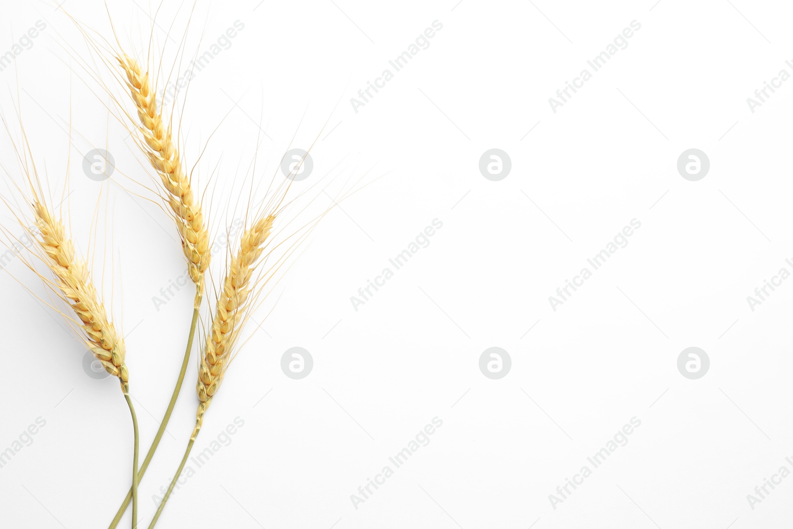 Photo of Wheat spikes on white background, flat lay. Space for text