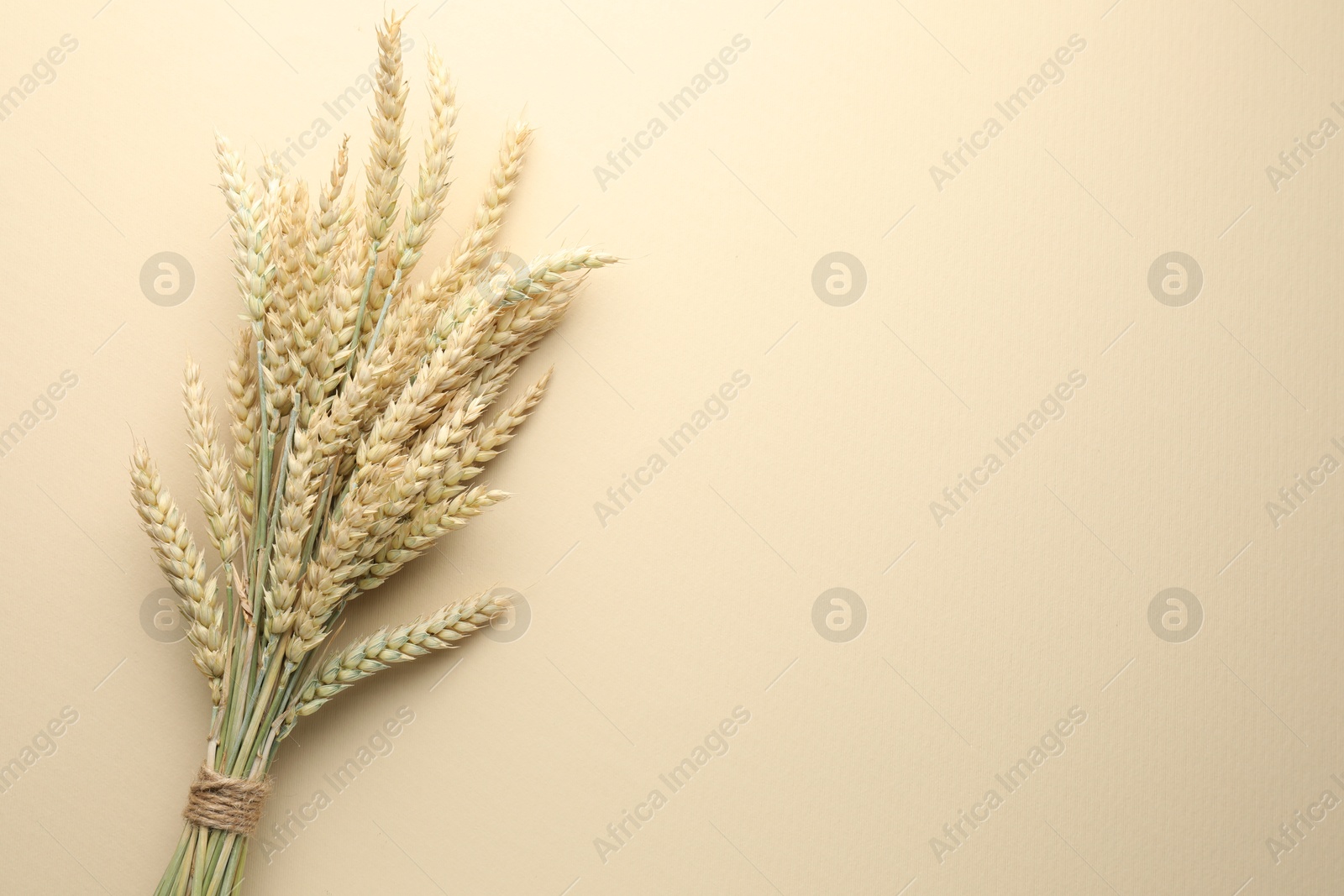 Photo of Bunch of wheat spikes on beige background, top view. Space for text
