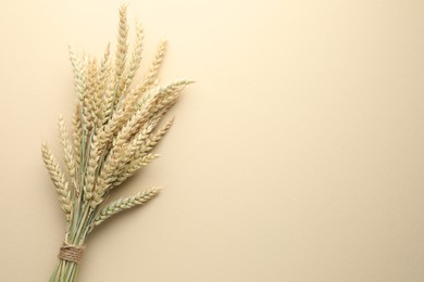 Photo of Bunch of wheat spikes on beige background, top view. Space for text